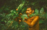  Quechuan Shaman Amazon Tena Ecuador